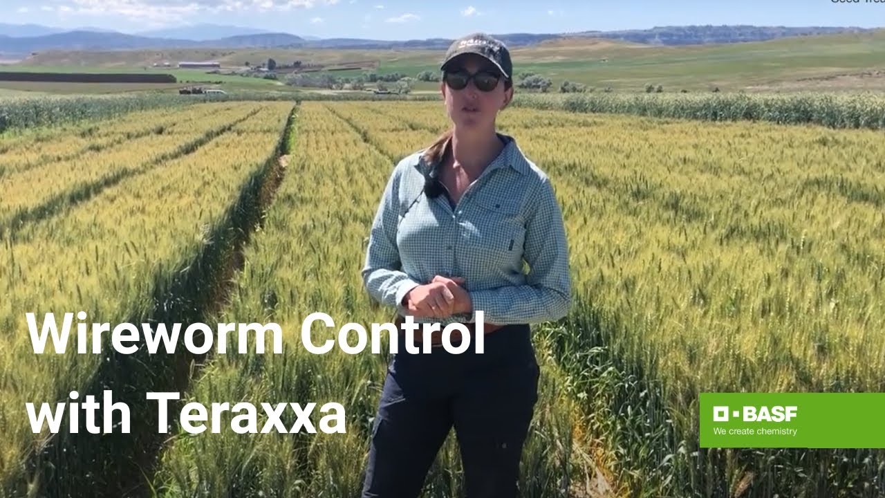 Unlocking Opportunities with Reddy Anna ID: A Complete Guide for Professionals